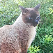 Mikado participe au concours pour gagner de l'argent avec cette photo : cat, siamese_cat, blue_eyes, fur, whiskers, animal, pet, outdoor, greenery, bushes, nature, portrait, looking_away, mammal, feline, closeup, wildlife, daylight, curious, alert