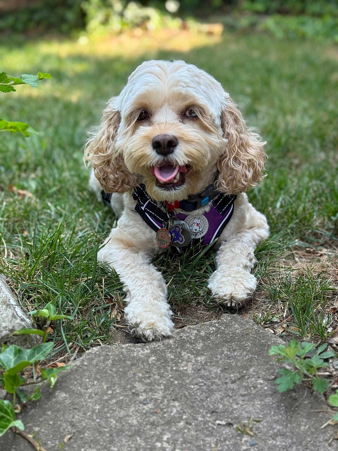 Marble Left-Eye joined the competition — help win amazing prizes! dog, small_dog, curly_fur, fluffy, tongue_out, harness, dog_tag, pet, grass, lawn, outdoors, close_up, portrait, happy, relaxed, paw, bokeh, greenery, companion, service_dog