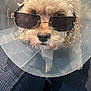 Marble Left-Eye is registered to the contest to win money with this photo: dog, pet, elizabethan_collar, sunglasses, shades, curly_fur, beige_fur, close_up, portrait, muzzle, nose, eyes, looking_up, sitting, indoor, couch, blanket, accessory, humorous, recovery_cone