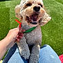 Marble Left-Eye joined the competition — help win amazing prizes! dog, small_dog, pet, puppy, fur, teeth, tongue, green_collar, orange_ribbon, hand, human_hand, lap, jeans, grass, artificial_grass, sunlight, outdoor, close_up, smiling, sitting