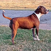 Moxie joined the competition — help win amazing prizes! dog, brown_dog, standing, grass, lawn, outdoor, road, profile, alert, tail_up, white_chest, paws, pet, mammal, short_hair, brindle, companion_animal, sunset_lighting, pavement, domestic_pet