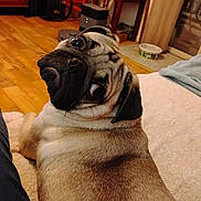 Penny joined the competition — help win amazing prizes! animal, bed, blanket, close_up, cozy, dog, ears, eyes, funny_expression, home, indoor, lounging, lying_down, muzzle, nose, pet, portrait, pug, wooden_floor, wrinkles