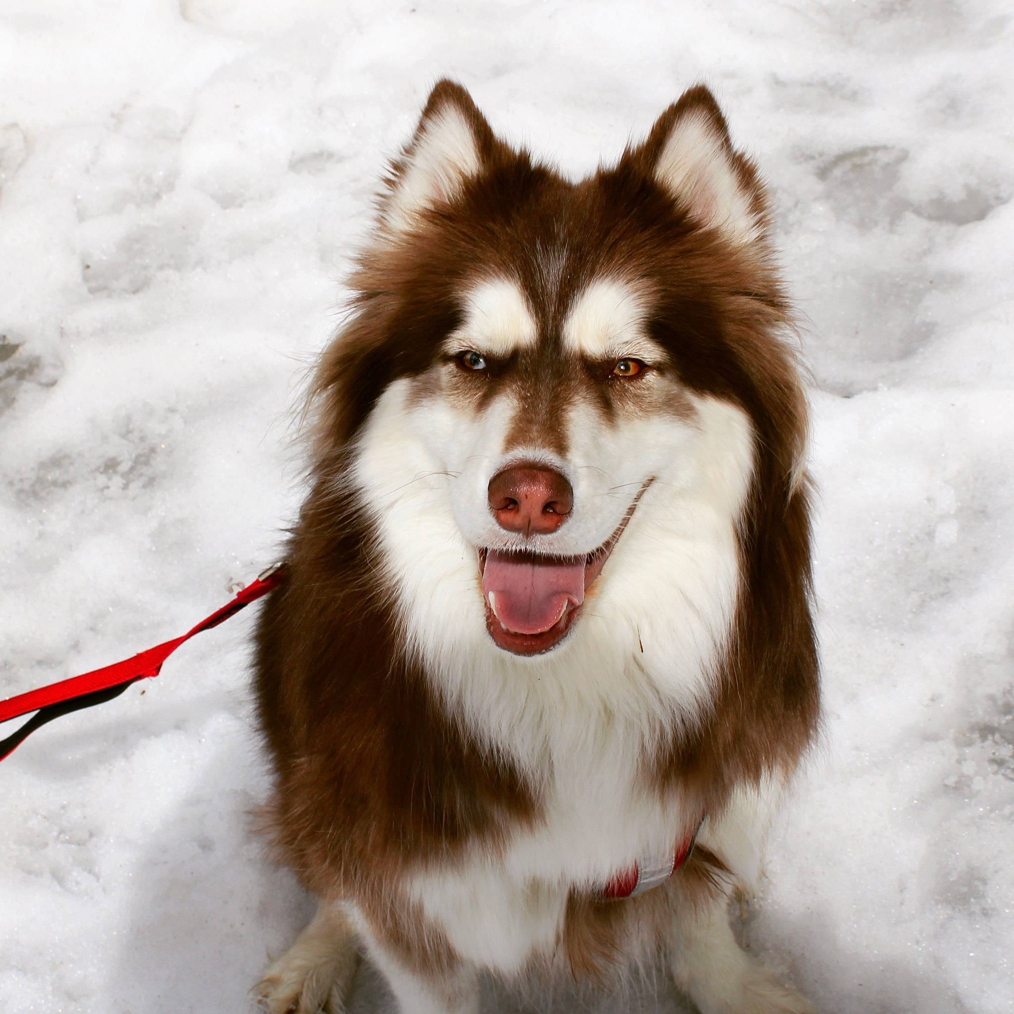 Zuko is registered to the contest to win money with this photo: canidae, canis, carnivore, companion_dog, dog, dog_breed, fur, head, iris, jaw, plant, sled_dog, snout, snow, terrestrial_animal, whiskers, wildlife, winter, working_animal, working_dog