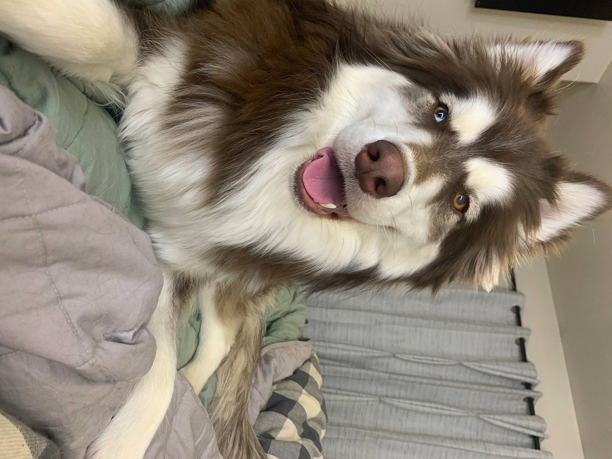 Zuko joined the competition — help win amazing prizes! biting, canidae, carnivore, companion_dog, dog, dog_breed, ear, fang, fur, herding_dog, non_sporting_group, paw, puppy, snout, sporting_group, terrestrial_animal, toy_dog, whiskers, working_animal, working_dog