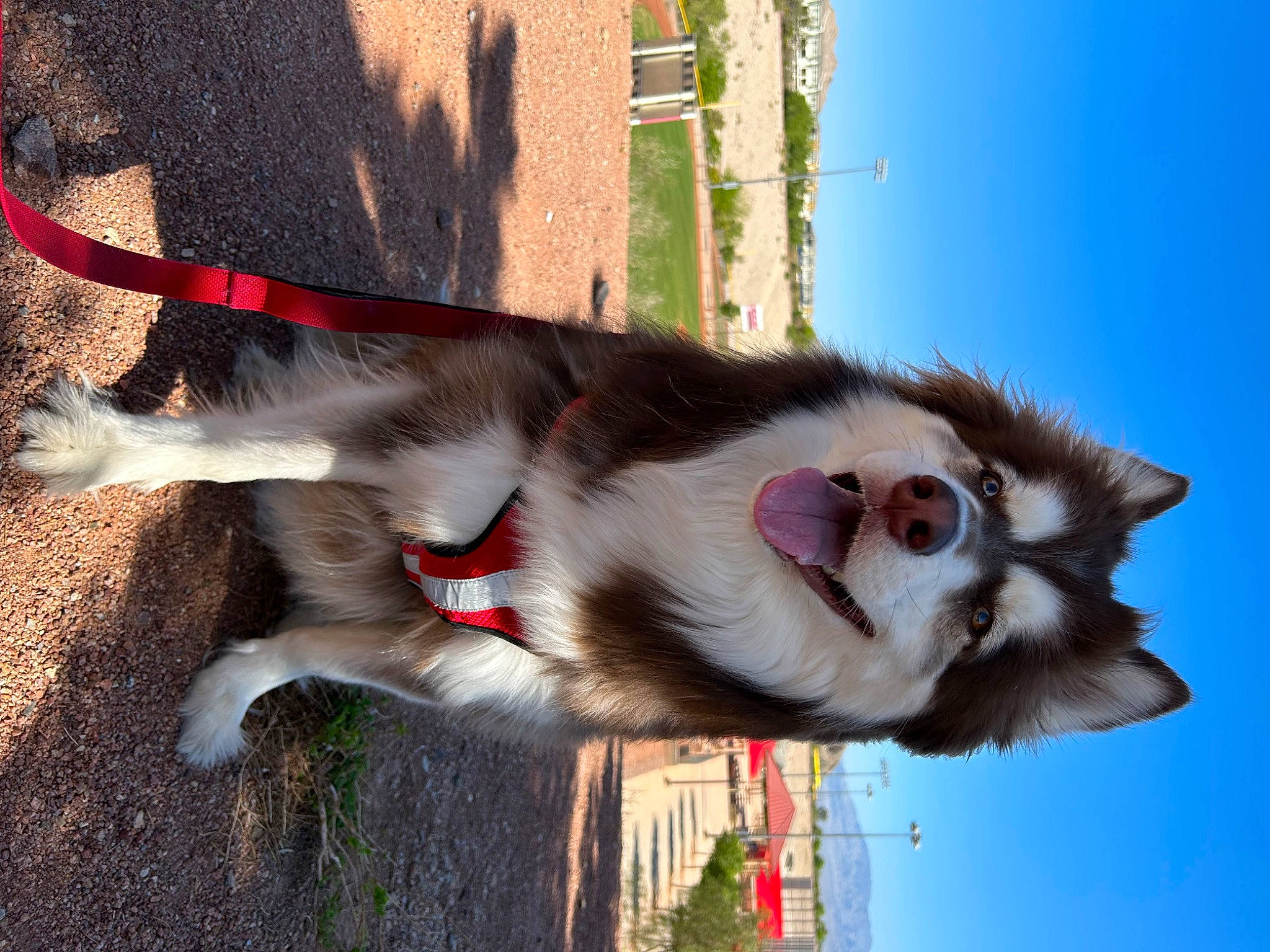 Zuko is registered to the contest to win money with this photo: canidae, carnivore, collar, companion_dog, dog, dog_breed, dog_collar, fawn, fur, jaw, leash, plant, sky, snout, sporting_group, tail, tree, vertebrate, water, whiskers