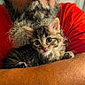 Stormy joined the competition — help win amazing prizes! kitten, cat, beard, glasses, person, red_shirt, arm, closeup, furry, pet, indoor, cute, animal, portrait, whiskers, face, curious, holding, warm, cozy