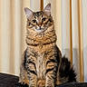 cat, tabby, feline, pet, animal, indoor, curtains, fur, whiskers, tail, sitting, portrait, looking, eyes, cute, domestic, cozy, furry, mammal, resting