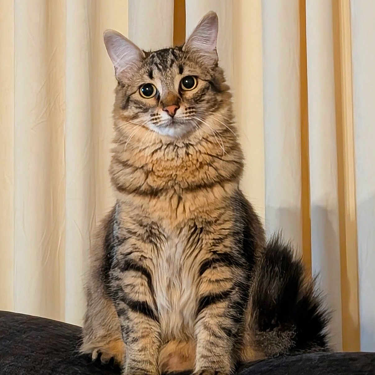 Stormy joined the competition — help win amazing prizes! cat, tabby, feline, pet, animal, indoor, curtains, fur, whiskers, tail, sitting, portrait, looking, eyes, cute, domestic, cozy, furry, mammal, resting