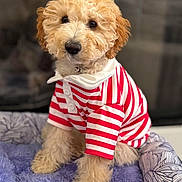 Churro is registered to the contest to win money with this photo: puppy, dog, pet, cute, fluffy, curly_fur, striped_shirt, red_and_white, dog_bed, purple, patterned_bed, indoors, sitting, soft_texture, collar, adorable, young_dog, fur, animal, portrait