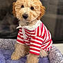 puppy, dog, pet, cute, fluffy, curly_fur, striped_shirt, red_and_white, dog_bed, purple, patterned_bed, indoors, sitting, soft_texture, collar, adorable, young_dog, fur, animal, portrait