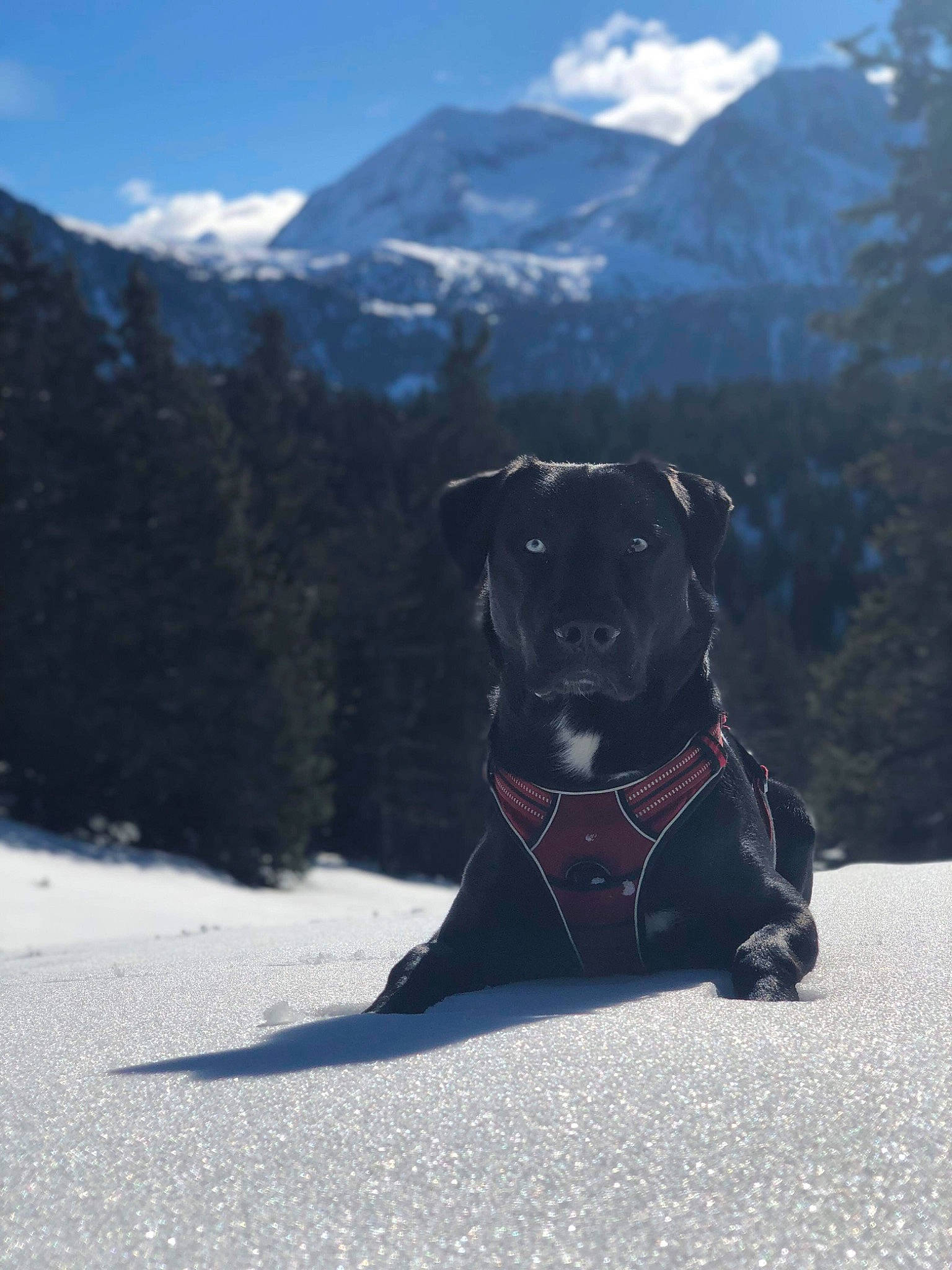 Tino participe au concours pour gagner de l'argent avec cette photo : carnivore, cloud, collar, companion_dog, dog, dog_breed, dog_collar, electric_blue, hat, landscape, leash, mountain, mountain_range, recreation, sky, slope, snout, snow, sporting_group, tree