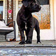 Lorelai is registered to the contest to win money with this photo: puppy, black_dog, porch, wooden_step, welcome_sign, flower, chair, cushion, door, glass_panels, reflection, autumn, tree, outdoor, pet, animal, young_dog, curious, standing, daylight