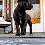 puppy, black_dog, porch, wooden_step, welcome_sign, flower, chair, cushion, door, glass_panels, reflection, autumn, tree, outdoor, pet, animal, young_dog, curious, standing, daylight
