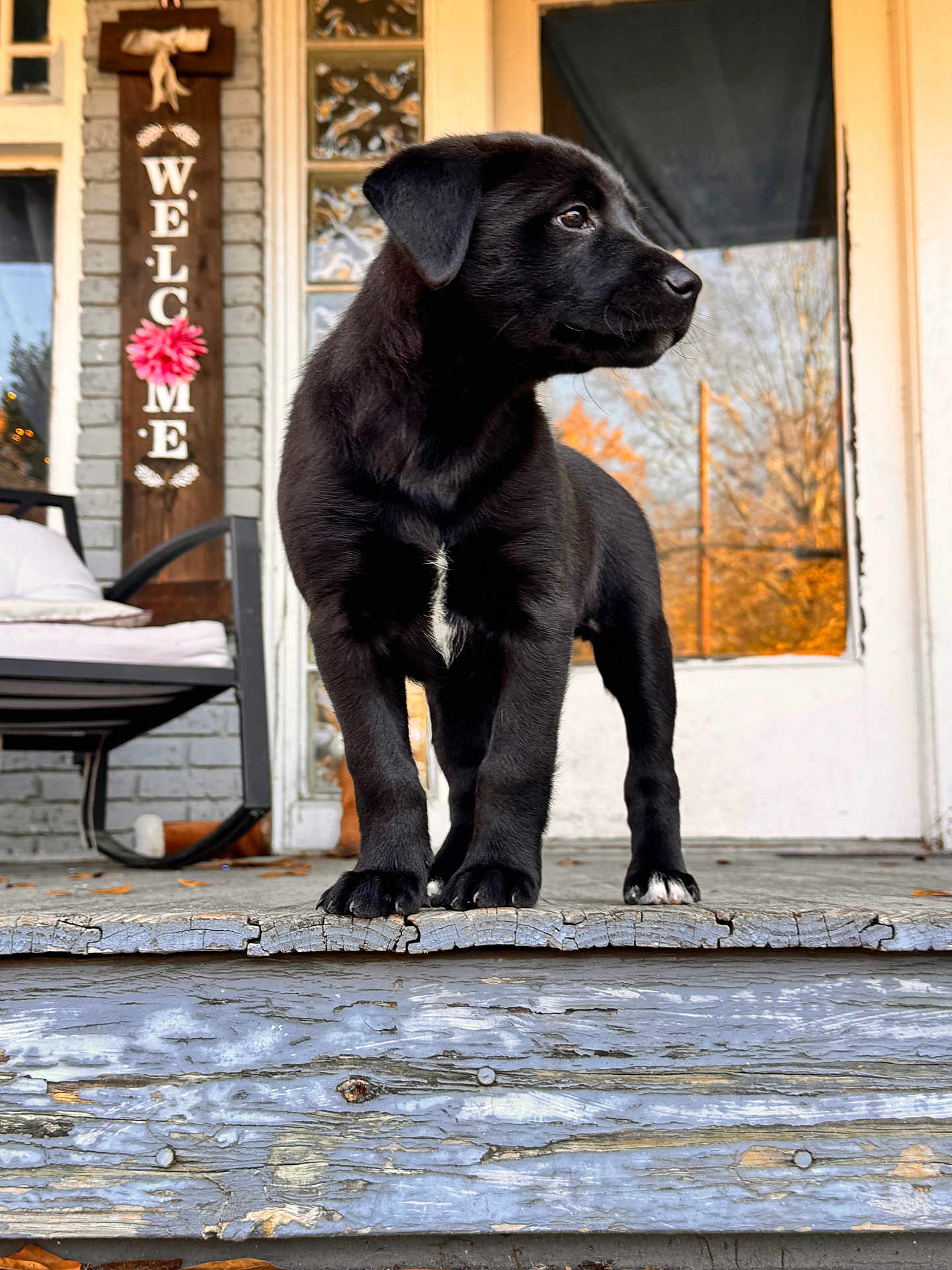 Lorelai is registered to the contest to win money with this photo: puppy, black_dog, porch, wooden_step, welcome_sign, flower, chair, cushion, door, glass_panels, reflection, autumn, tree, outdoor, pet, animal, young_dog, curious, standing, daylight