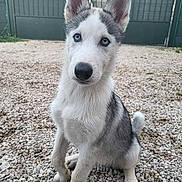 Balto a rejoint le concours — aidez-le/la à gagner de superbes lots ! husky, puppy, dog, blue_eyes, sitting, gravel, outdoor, gate, pet, canine, fur, animal, portrait, cute, young, domestic_animal, ears, snout, attention, nature