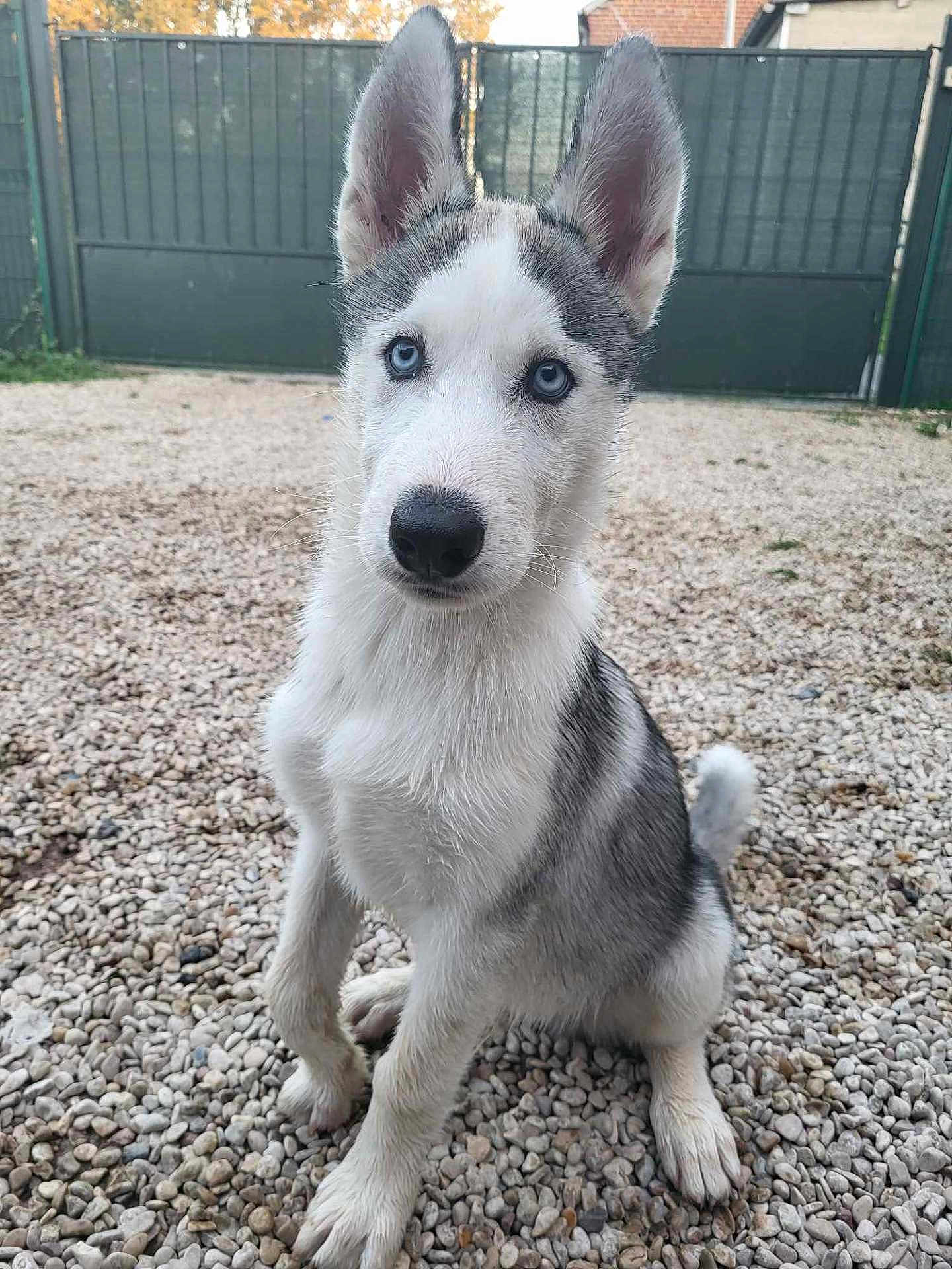 Balto