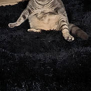 You Two participe au concours pour gagner de l'argent avec cette photo : cat, gray_tabby, sitting, black_rug, wooden_floor, indoor, pet, feline, fur, ears, eyes, tail, basket, shelf, cable, home_interior, flooring, animal, relaxed, looking_at_camera