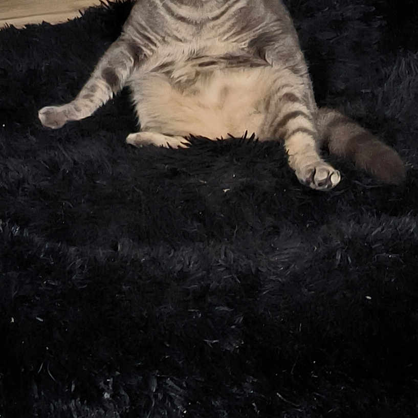 You Two participe au concours pour gagner de l'argent avec cette photo : cat, gray_tabby, sitting, black_rug, wooden_floor, indoor, pet, feline, fur, ears, eyes, tail, basket, shelf, cable, home_interior, flooring, animal, relaxed, looking_at_camera