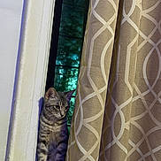 Nala is registered to the contest to win money with this photo: cat, tabby, curious, windowsill, curtain, beige, patterned_curtain, indoor, window, pet, animal, feline, domestic_cat, looking, standing, shadow, soft_light, quiet, home, cozy