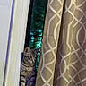 cat, tabby, curious, windowsill, curtain, beige, patterned_curtain, indoor, window, pet, animal, feline, domestic_cat, looking, standing, shadow, soft_light, quiet, home, cozy