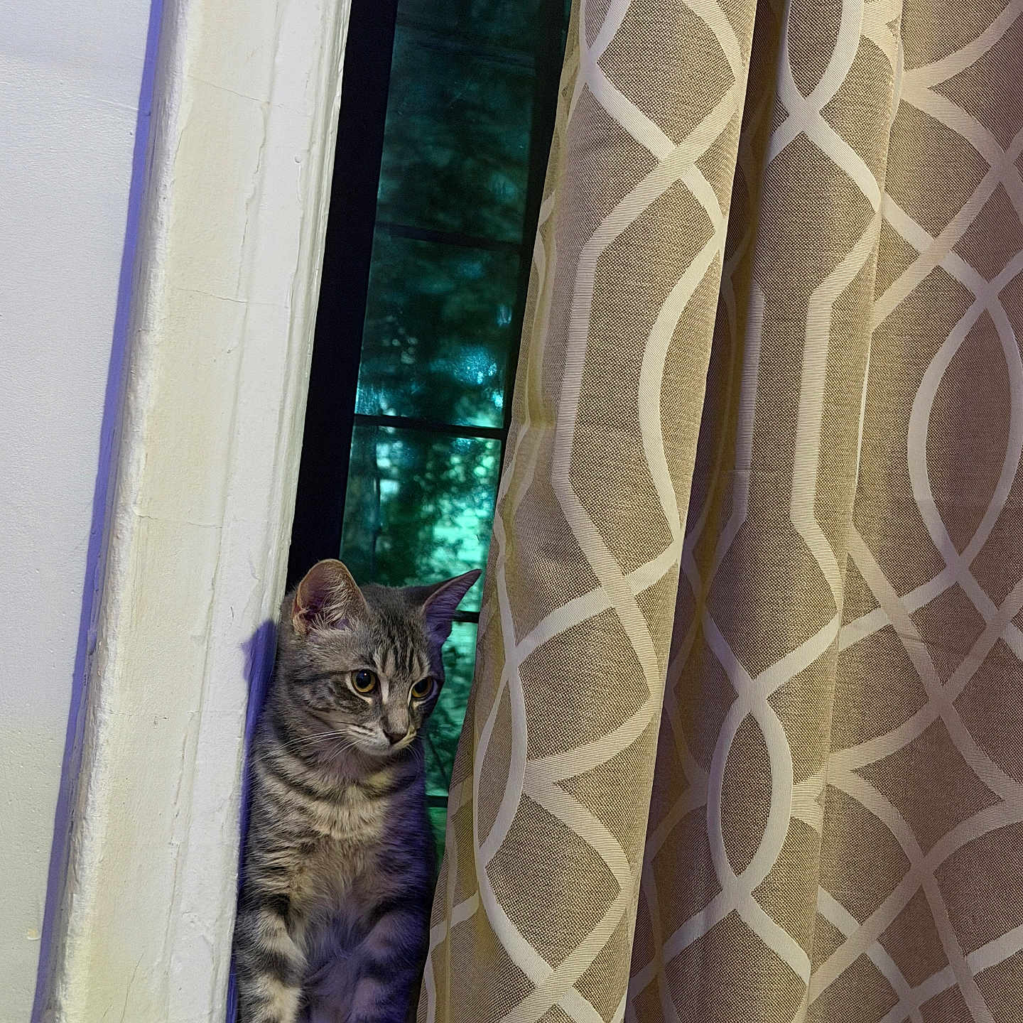 Nala