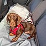 Arès participe au concours pour gagner de l'argent avec cette photo : dog, dachshund, puppy, brown_dog, pet, car_interior, car_seat, red_harness, blanket, leash, seatbelt, window, door_panel, animal, canine, cute, young_dog, domestic_animal, resting, looking_at_camera