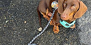 Arès participe au concours pour gagner de l'argent avec cette photo : dog, dachshund, brown_dog, pet, leash, harness, footwear, sneaker, asphalt, sidewalk, outdoor, small_dog, canine, animal, looking_up, walking, pavement, street, close_up, companion