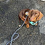 dog, dachshund, brown_dog, pet, leash, harness, footwear, sneaker, asphalt, sidewalk, outdoor, small_dog, canine, animal, looking_up, walking, pavement, street, close_up, companion