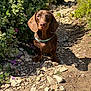 Arès participe au concours pour gagner de l'argent avec cette photo : dog, dachshund, brown_dog, pet, outdoor, nature, path, rocks, dirt, greenery, foliage, flowers, purple_flowers, sunlight, collar, animal, canine, cute, portrait, focused