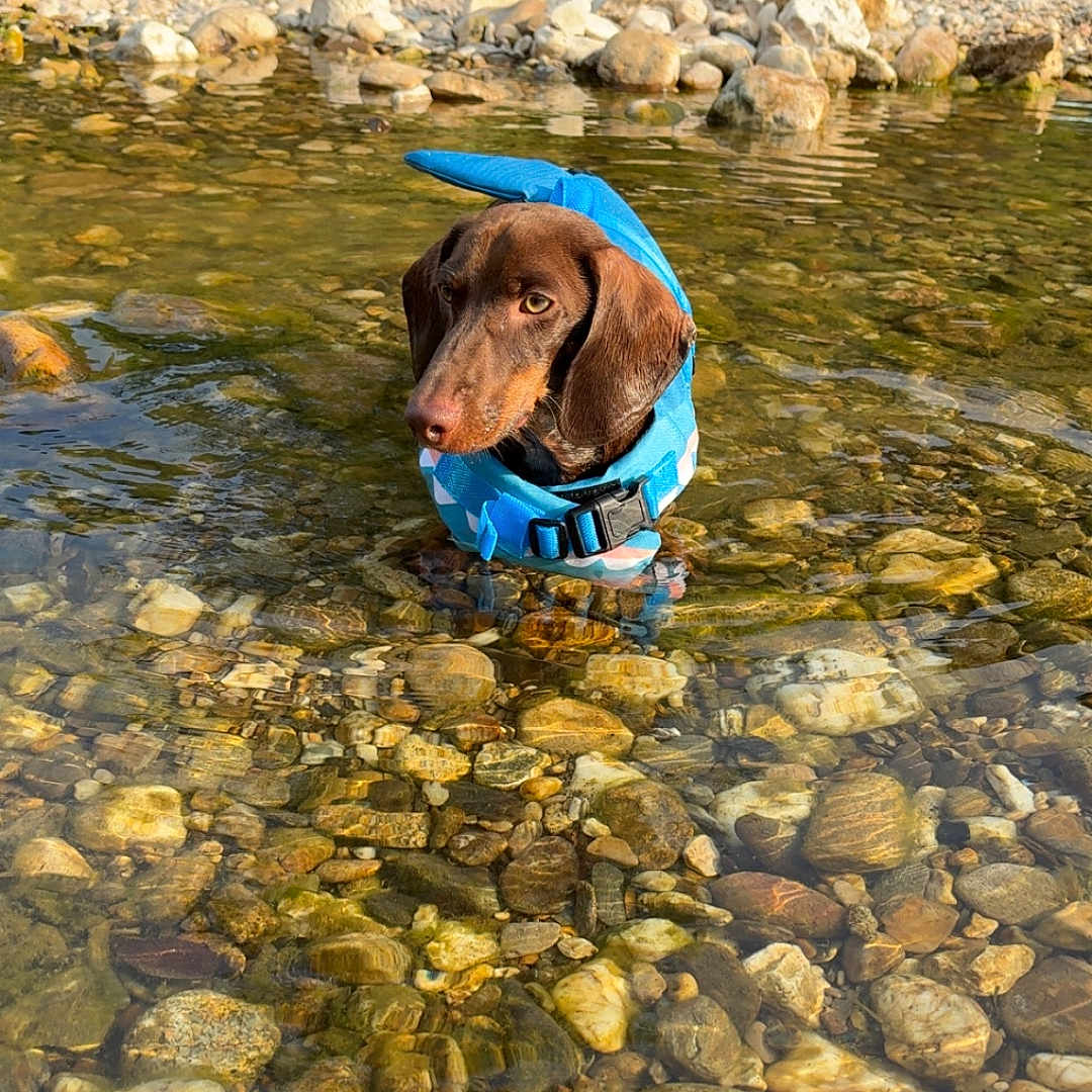 Arès a rejoint le concours — aidez-le/la à gagner de superbes lots ! animal, brown_dog, canine, clear_water, curious, daytime, dog, greenery, life_jacket, nature, outdoor, pet, river, rocks, shallow_water, shore, standing, summer, sunlight, water