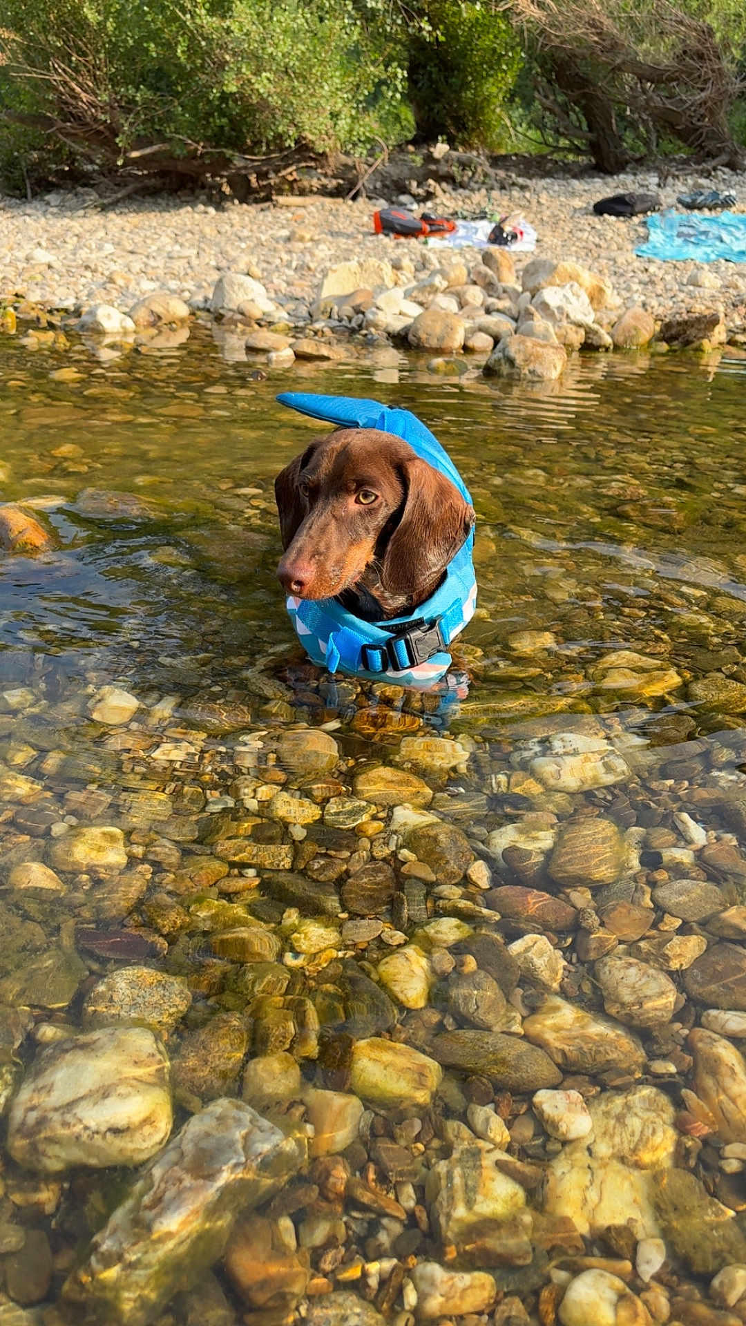 Arès a rejoint le concours — aidez-le/la à gagner de superbes lots ! dog, brown_dog, life_jacket, water, shallow_water, rocks, river, outdoor, nature, pet, canine, animal, summer, daytime, greenery, shore, curious, standing, clear_water, sunlight