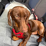Arès participe au concours pour gagner de l'argent avec cette photo : dog, dachshund, brown_dog, pet, car_interior, car_seat, red_harness, blanket, animal, canine, sitting, resting, cute, fur, paw, indoor, seatbelt, vehicle, companion, portrait