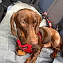 dog, dachshund, brown_dog, pet, car_interior, car_seat, red_harness, blanket, animal, canine, sitting, resting, cute, fur, paw, indoor, seatbelt, vehicle, companion, portrait