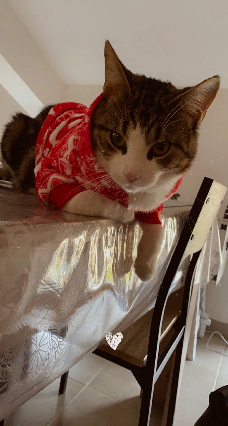 Chamallow participe au concours pour gagner de l'argent avec cette photo : cardboard, carnivore, cat, chair, claw, comfort, domestic_short_haired_cat, fawn, felidae, fur, human_leg, leg, linens, paw, room, sitting, small_to_medium_sized_cats, snout, tail, whiskers