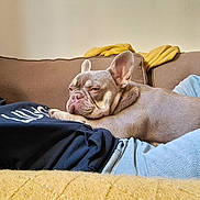 Gnocchi participe au concours pour gagner de l'argent avec cette photo : person, dog, french_bulldog, couch, blanket, relaxing, indoor, casual_clothing, jeans, hoodie, pet, resting, cozy, brown_couch, light, ear, face, comfort, home, sleepy