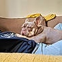 person, dog, french_bulldog, couch, blanket, relaxing, indoor, casual_clothing, jeans, hoodie, pet, resting, cozy, brown_couch, light, ear, face, comfort, home, sleepy