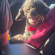 Gigi is registered to the contest to win money with this photo: dog, poodle, small_dog, red_collar, car_interior, armrest, center_console, passenger_seat, seat, soda_can, sunlight, smile, tongue_out, curly_fur, black_fur, close_up, travel, happy, shadow, passenger