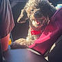 dog, poodle, small_dog, red_collar, car_interior, armrest, center_console, passenger_seat, seat, soda_can, sunlight, smile, tongue_out, curly_fur, black_fur, close_up, travel, happy, shadow, passenger