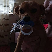 Peanut is registered to the contest to win money with this photo: dog, person, indoor, window, curtain, blinds, pacifier, hand, face, pet, animal, holding, furniture, room, casual, portrait, shadow, light, phone_interface, dark