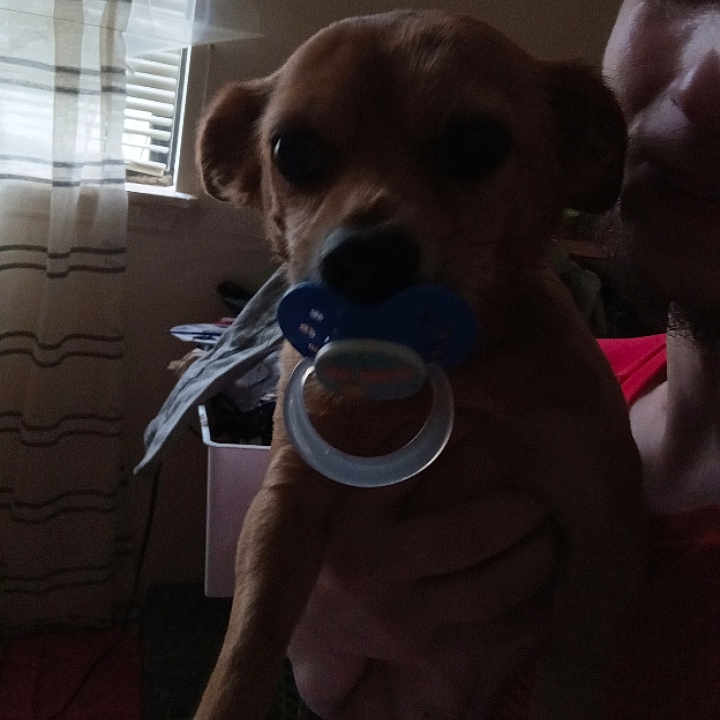 Peanut is registered to the contest to win money with this photo: dog, person, indoor, window, curtain, blinds, pacifier, hand, face, pet, animal, holding, furniture, room, casual, portrait, shadow, light, phone_interface, dark