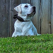 Tucker is registered to the contest to win money with this photo: dog, white_dog, collar, grass, outdoor, fence, pet, canine, animal, sitting, alert, nature, yard, domestic_animal, mammal, watchful, side_view, daylight, quiet, calm