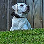 dog, white_dog, collar, grass, outdoor, fence, pet, canine, animal, sitting, alert, nature, yard, domestic_animal, mammal, watchful, side_view, daylight, quiet, calm