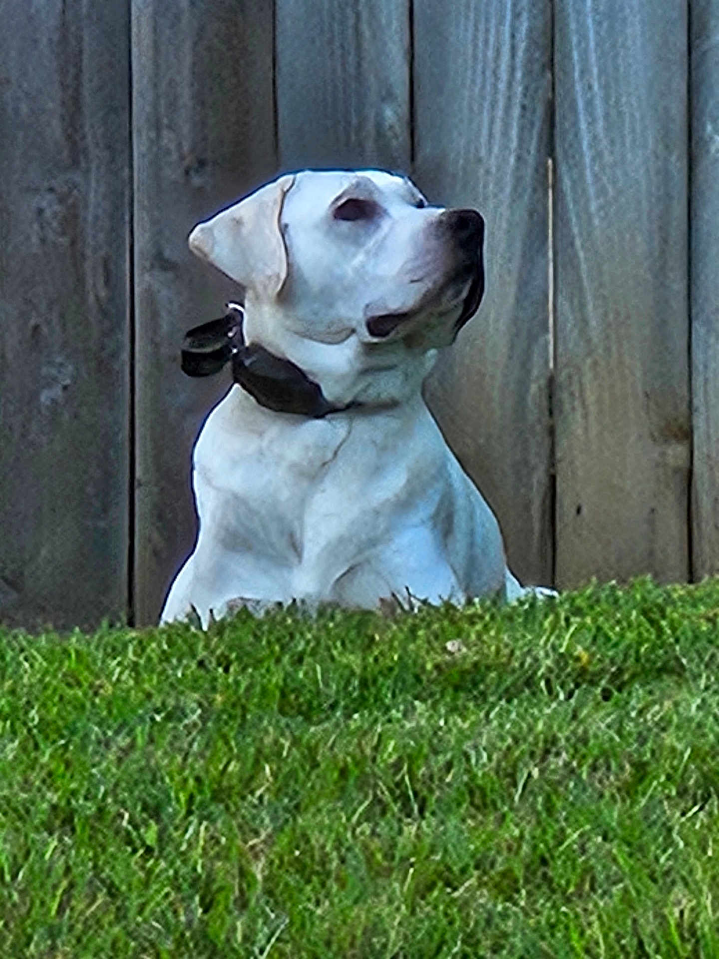 Tucker is registered to the contest to win money with this photo: dog, white_dog, collar, grass, outdoor, fence, pet, canine, animal, sitting, alert, nature, yard, domestic_animal, mammal, watchful, side_view, daylight, quiet, calm