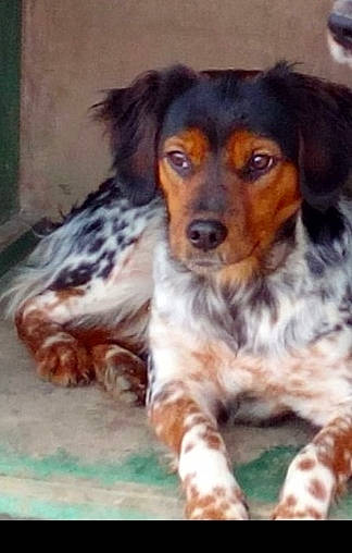 Spirit participe au concours pour gagner de l'argent avec cette photo : bored, canidae, carnivore, companion_dog, dog, dog_breed, fur, liver, puppy, sporting_group, terrestrial_animal, texas_heeler, whiskers, working_animal, working_dog