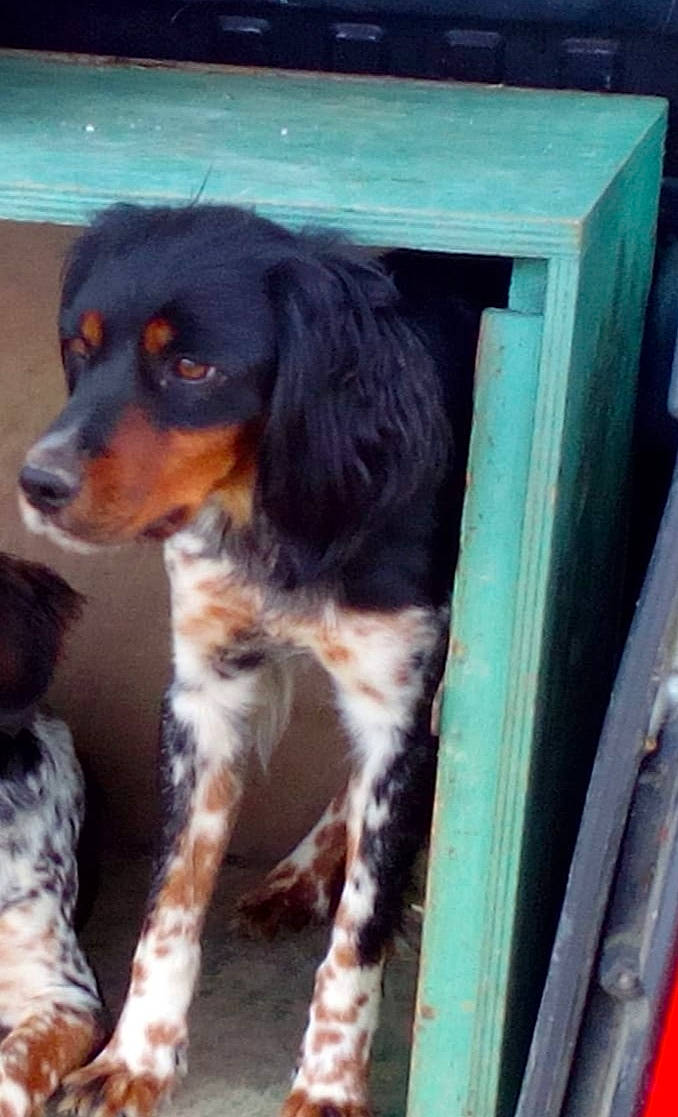 Plume a rejoint le concours — aidez-le/la à gagner de superbes lots ! canidae, carnivore, companion_dog, dog, dog_breed, fur, gun_dog, hunting_dog, liver, snout, spaniel, sporting_group, wood, working_dog