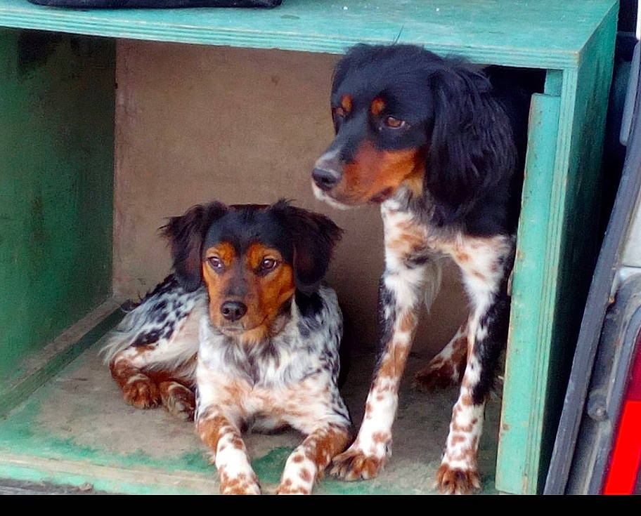 Plume participe au concours pour gagner de l'argent avec cette photo : bored, canidae, carnivore, companion_dog, dog, dog_breed, hound, hunting_dog, liver, sharing, snout, sporting_group, terrestrial_animal, working_dog