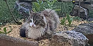 Rubis participe au concours pour gagner de l'argent avec cette photo : cat, fluffy, garden, rocks, pebbles, plants, flowers, greenery, outdoor, nature, animal, pet, fur, resting, curious, wildlife, daylight, leaves, shrub, bush