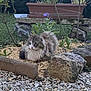 cat, fluffy, garden, rocks, pebbles, plants, flowers, greenery, outdoor, nature, animal, pet, fur, resting, curious, wildlife, daylight, leaves, shrub, bush