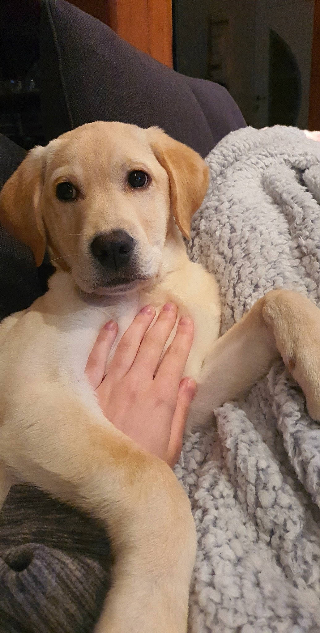 Boo a rejoint le concours — aidez-le/la à gagner de superbes lots ! canidae, carnivore, comfort, companion_dog, dog, dog_breed, dog_collar, dog_supply, ear, fawn, fur, gesture, linens, nail, paw, sitting, snout, sporting_group, whiskers, working_animal