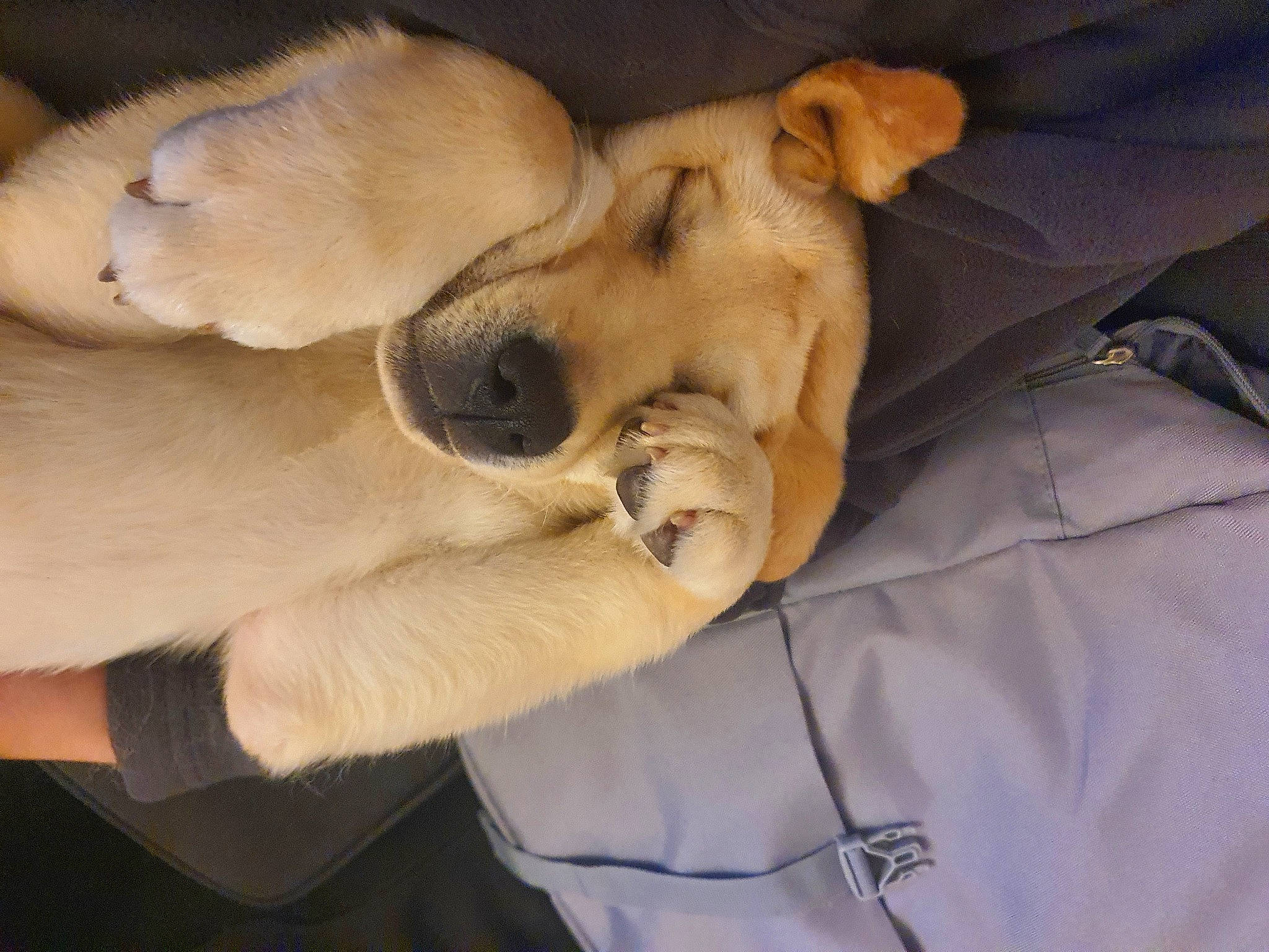 Boo a rejoint le concours — aidez-le/la à gagner de superbes lots ! canidae, carnivore, comfort, companion_dog, dog, dog_breed, ear, fawn, fur, guard_dog, non_sporting_group, paw, puppy_love, retriever, sporting_group, tail, toy_dog, watch, whiskers, working_animal